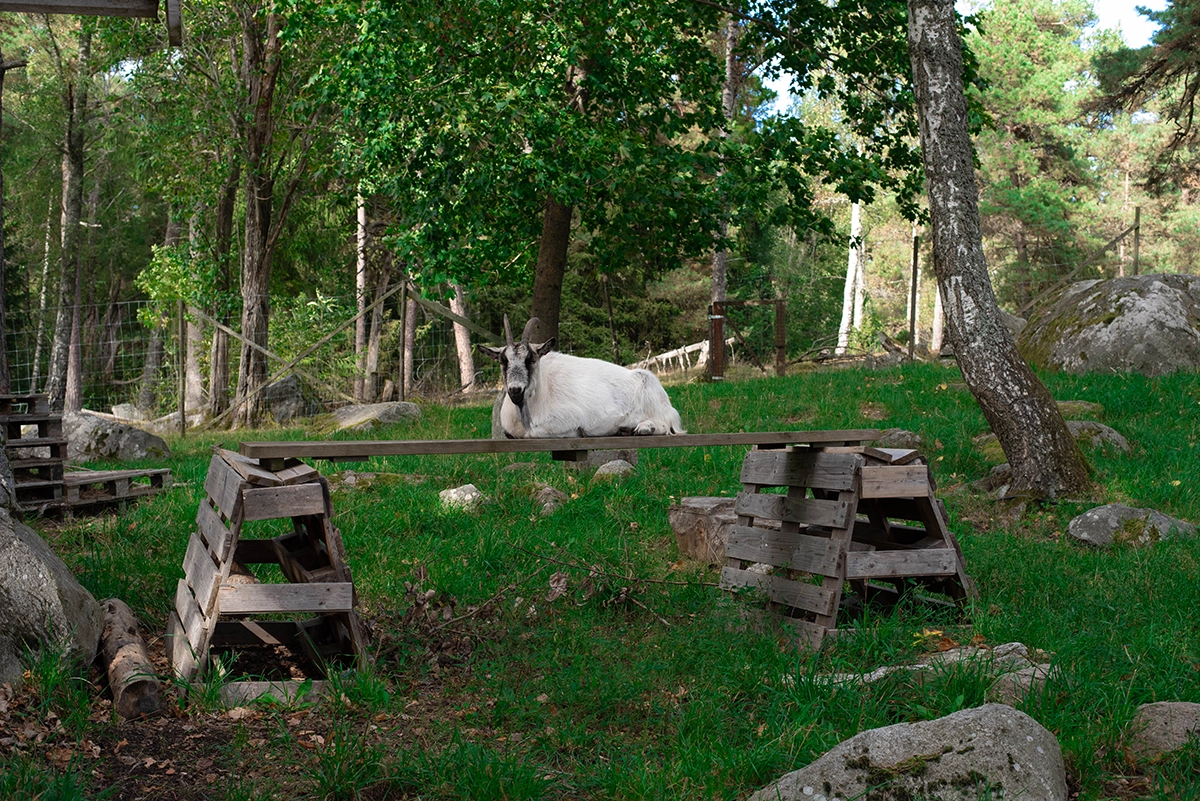Astrid, en av de många getterna på Färsna gård