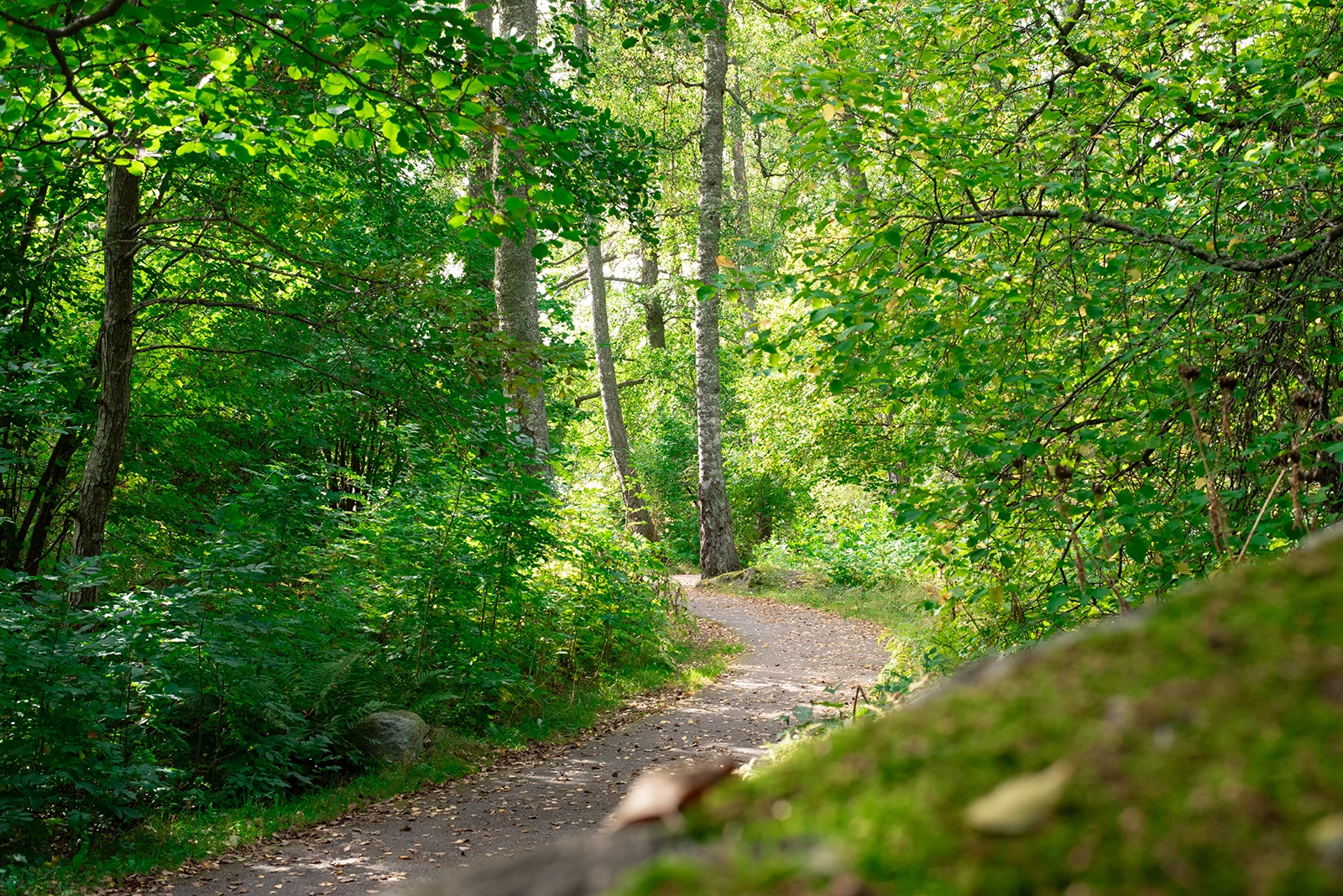 Sommargrönska längs stigen genom Vigelsjö naturreservat